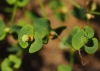 Euphorbia platyphyllos ? 3/3