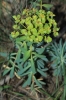 Euphorbia sp. 1d2