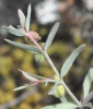 Euphorbia sulcata Lens ex Loisel.
