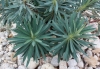 Euphorbia characias