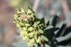 Euphorbia characias L. subsp. characias