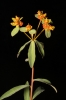 Euphorbia dendroides 3/3