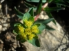 Euphorbia flavicoma