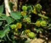 Euphorbia flavicoma 1/3