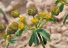 Euphorbia flavicoma subsp. flavicoma 2/3