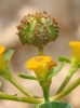 Euphorbia flavicoma subsp. flavicoma 3/3