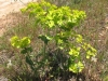 Euphorbia serrata