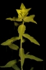 Euphorbia serrata L.