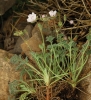 Erodium celtibericum Pau