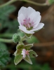 Erodium celtibericum Pau