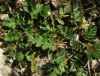 Erodium ciconium (L.) L'Hér.