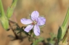 Erodium ciconium (L.) L'Hér.
