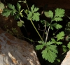 Erodium ciconium (L.) L'Hér.