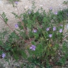 Erodium ciconium (L.) L'Hér.