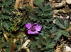 Erodium cicutarium (L.) L'Hér.
