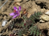 Erodium cicutarium (L.) L'Hér.