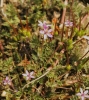 Erodium cicutarium (L.) L'Hér.