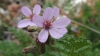 Erodium cicutarium (L.) L'Hér.