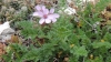 Erodium cicutarium (L.) L'Hér.