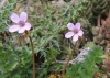 Erodium cicutarium (L.) L'Hér.