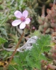 Erodium cicutarium (L.) L'Hér.