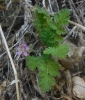 Erodium cicutarium (L.) L'Hér.