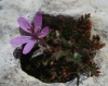 Erodium cicutarium (L.) L'Hér.