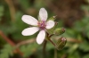 Erodium cicutarium (L.) L'Hér.