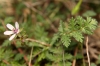 Erodium cicutarium (L.) L'Hér.