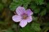 Erodium foetidum (L.) L'Hér.
