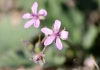Erodium malacoides (L.) L'Hér.