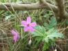 Erodium neuradifolium ? 1/3