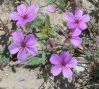 Erodium sanguis-christi Sennen