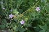 Geranium collinum Stephan ex Willd.