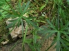 Geranium columbinum L.