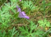 Geranium columbinum L.
