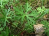 Geranium columbinum L.