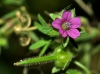 Geranium dissectum L.