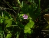 Geranium molle L.