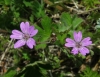 Geranium pyrenaicum Burm. f. Geranium pyrenaicum Burm. f.