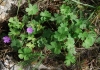 Geranium pyrenaicum Burm.f.