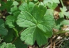 Geranium pyrenaicum Burm.f.