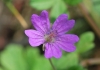 Geranium pyrenaicum Burm.f.