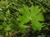 Geranium pyrenaicum Burm.f. Geranium pyrenaicum Burm.f.