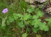 Geranium pyrenaicum Burm.f. Geranium pyrenaicum Burm.f.