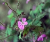 Geranium robertianum L.