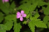 Geranium robertianum L.