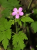 Geranium robertianum L.