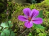 Geranium robertianum L.