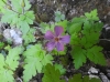 Geranium robertianum L. Geranium robertianum L.